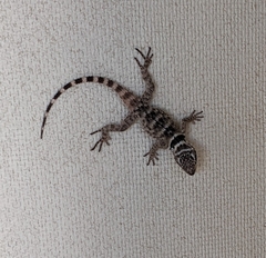 Sceloporus poinsettii