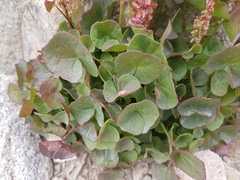 Oxyria digyna