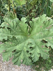 Gunnera manicata