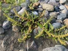 Rumex fueginus