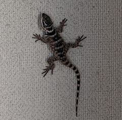 Sceloporus poinsettii