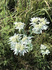 Euphorbia marginata