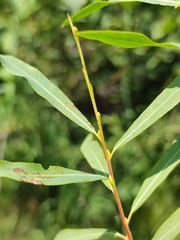 Salix vinogradovii