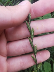 Lolium perenne