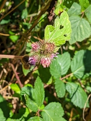Arctium minus