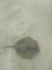 Urobatis jamaicensis