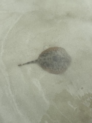 Urobatis jamaicensis