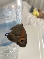 Papilionoidea