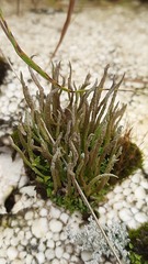 Cladonia
