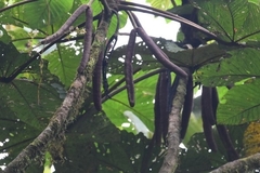 Cecropia obtusifolia
