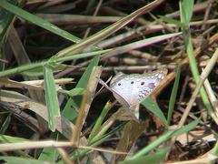 Anartia jatrophae