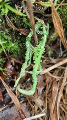 Cladonia