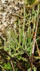 Cladonia