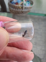 Leptorchestes berolinensis