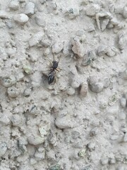 Leptorchestes berolinensis