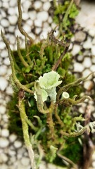 Cladonia