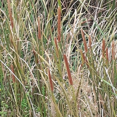 Typha angustifolia