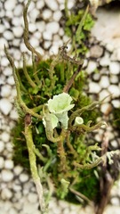 Cladonia
