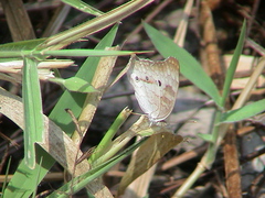 Anartia jatrophae