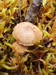 Cystoderma