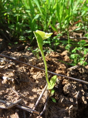 Disperis villosa