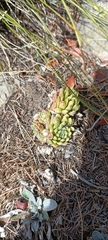 Sempervivum arachnoideum