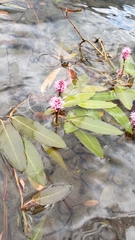 Persicaria amphibia