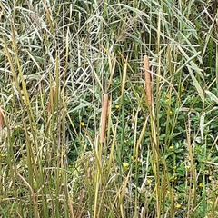 Typha angustifolia