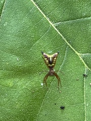 Micrathena sagittata