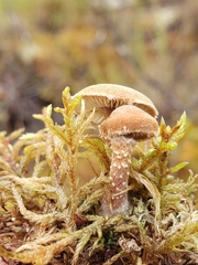 Cystoderma