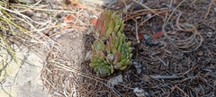 Sempervivum arachnoideum
