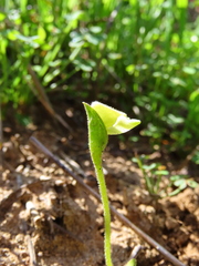 Disperis villosa