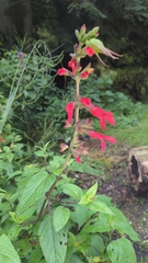 Salvia fulgens