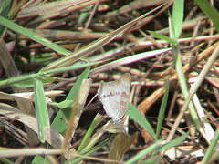 Anartia jatrophae
