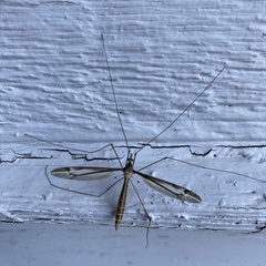 Tipula furca