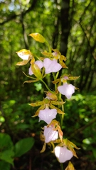 Rhynchostele bictoniensis