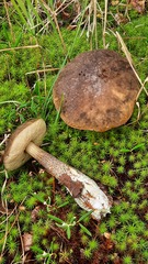 Leccinum variicolor