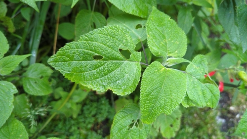 Cardinal Sage | Native Nature
