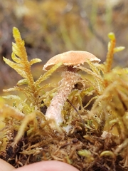 Cystoderma