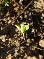 Disperis villosa