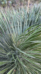 Yucca constricta