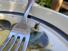 Vespula pensylvanica