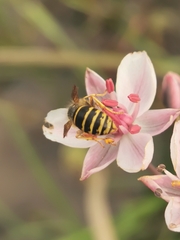Dolichovespula media