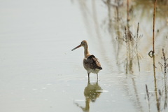 Limosa limosa