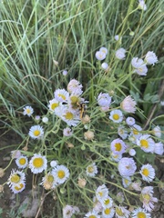 Erigeron divergens
