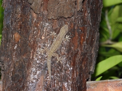 Hemidactylus frenatus