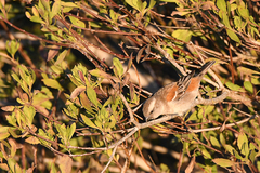 Passer melanurus melanurus