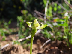Disperis villosa