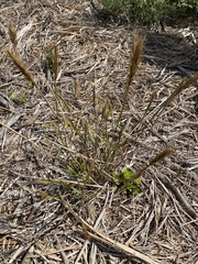 Elymus virginicus