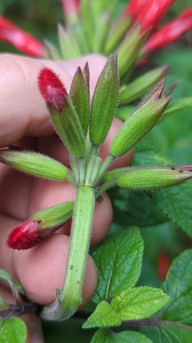 Image of Salvia fulgens by (c) Alan Rockefeller, some rights reserved (CC BY)
